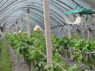 葡萄避雨栽培技术