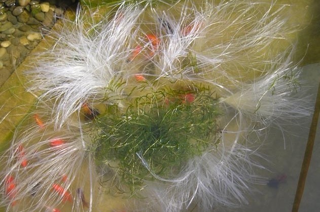  p data-id="gnwqo6is9l">人工鱼巢主要是为那