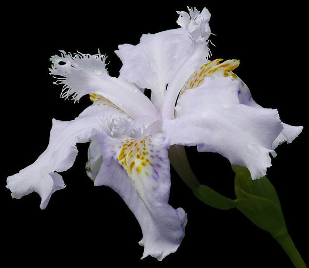  p>扇形鸢尾(学名: i>iris wattii /i>  baker): a href="#">多年生 