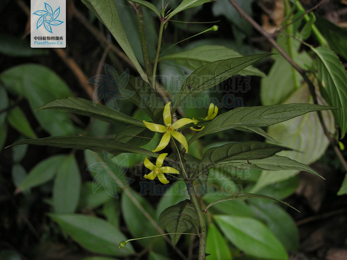  p> b>富宁香草 /b>(学名: i>lysimachia fooningensis /i>):为 a
