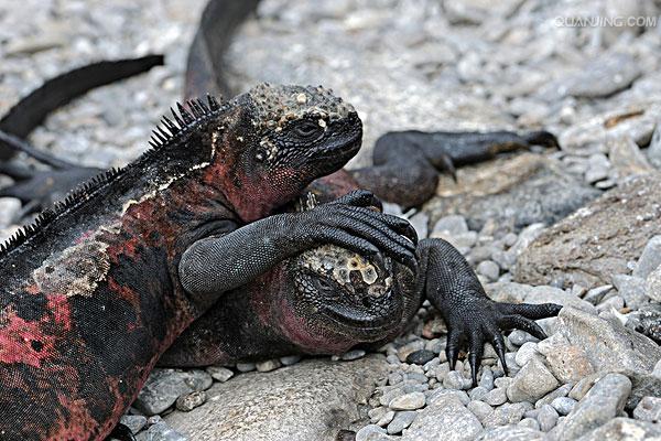  p>海鬣蜥(学名: i>amblyrhynchus cristatus /i>):是仅出没在 a href