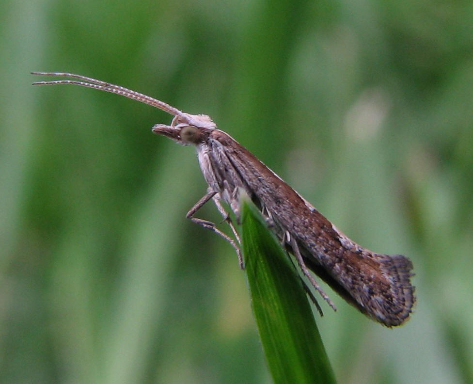  p> a href="#">鳞翅目 /a>菜蛾科, i>plutella xylostella /i>