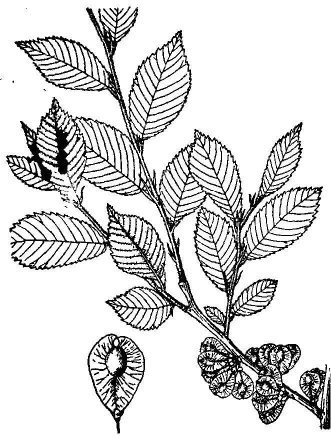  p>黑榆(学名: i>ulmus davidiana /i> planch.