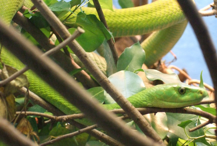  p>曼巴蛇属, a href="#" data-lemmaid="5594120">眼镜蛇科 /a>的一