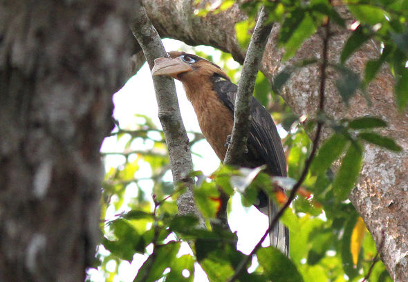  p>白喉犀鸟(学名: i>anorrhinus austeni /i>),是 a target="_blank"