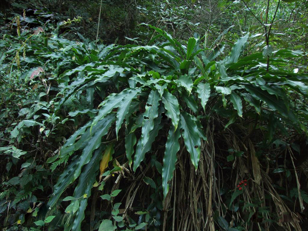  p>华山姜( a href="#" data-lemmaid="8074290">学名 /a>: i>alpinia