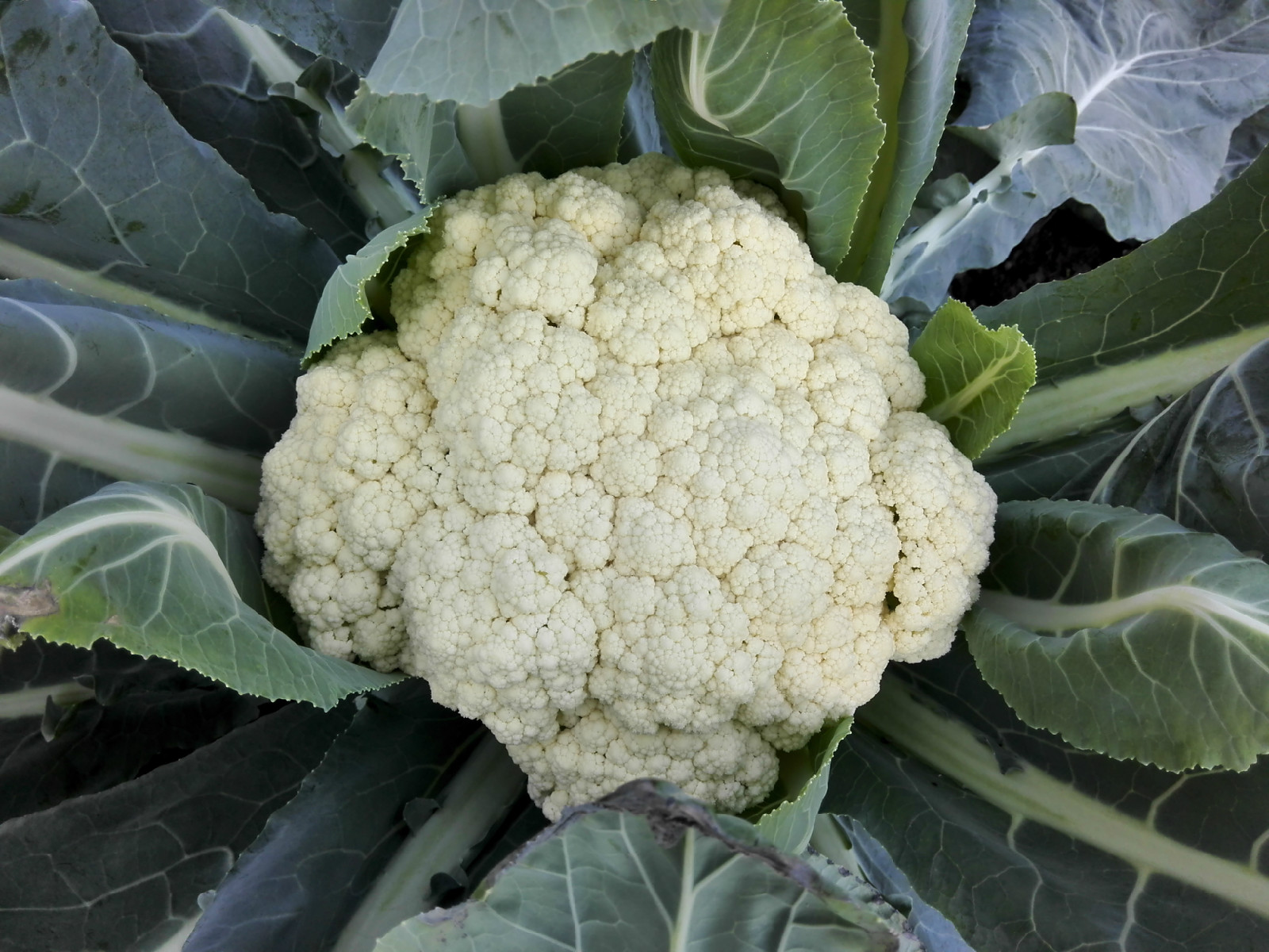  p>南台湾松花70是优秀的春秋两用型松花菜新品种,春季定植后50天左右