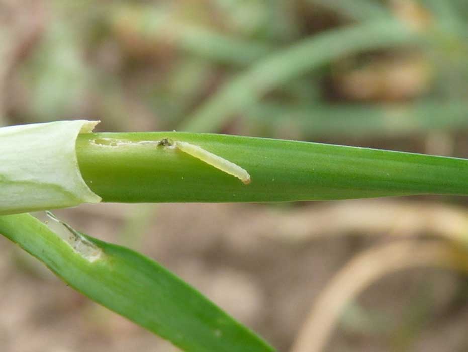  p>三化螟, i>tryporyza incertulas  /i>(walker), a href="#">鳞翅