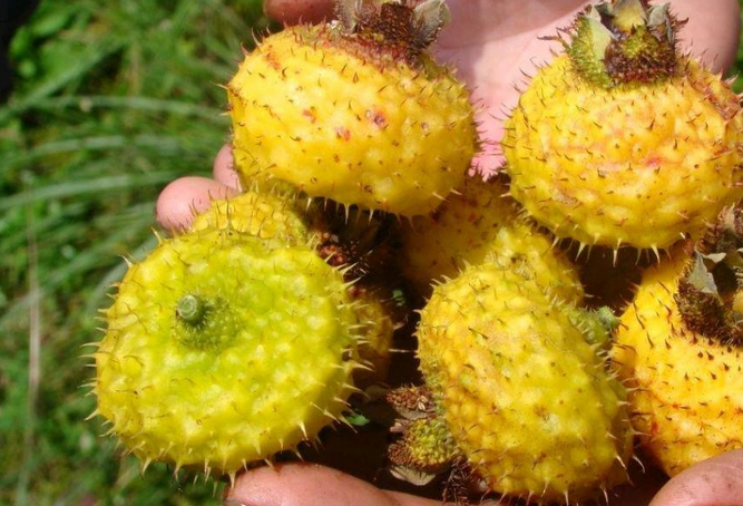 系蔷薇科落叶灌木植物,别名缫丝花,刺蘑,山刺梨,赛哇(西藏),刺石榴