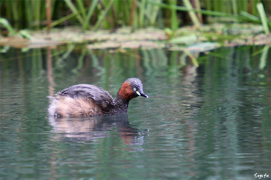 grebe