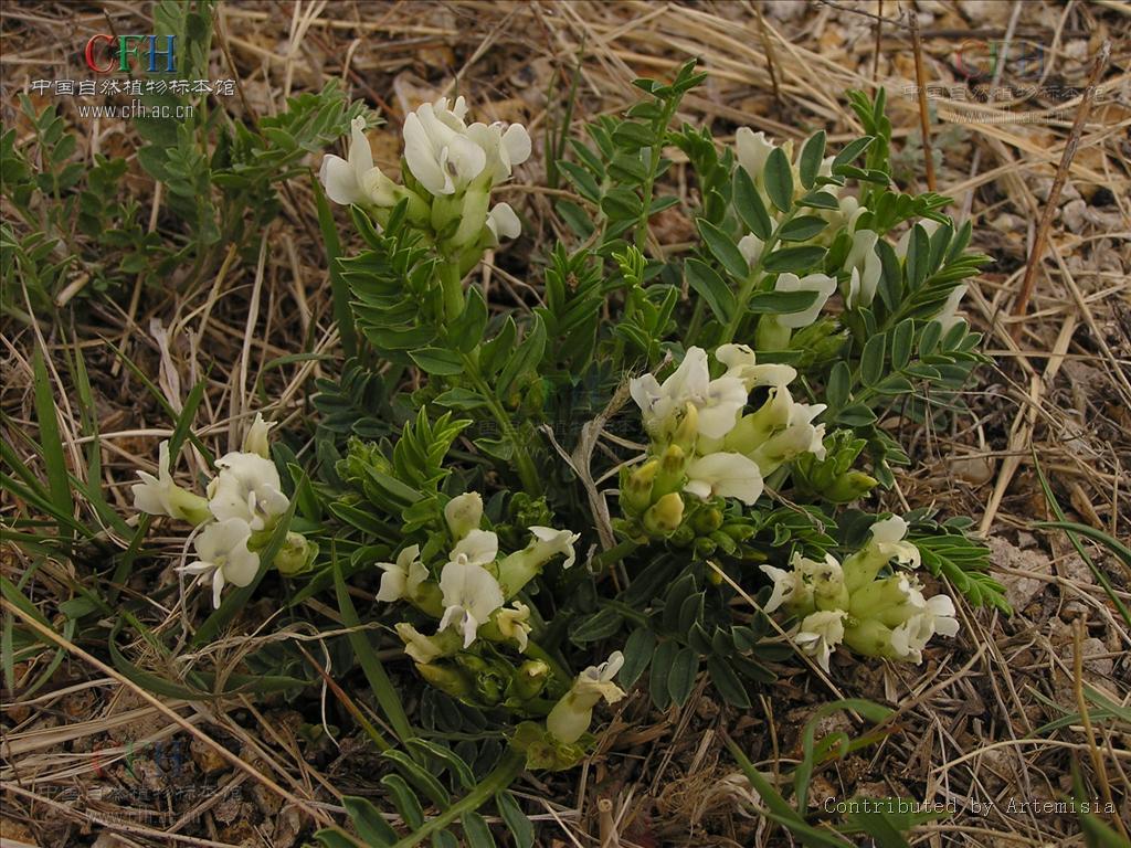  p>少花棘豆(学名:oxytropis pauciflora bunge), a target="_blank"
