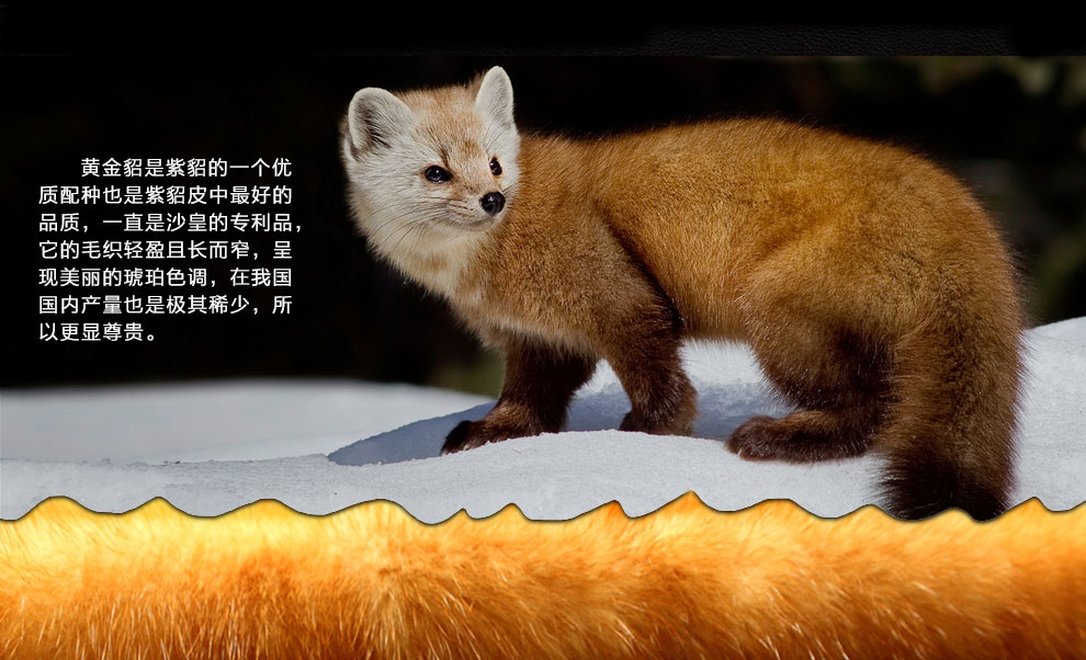  p>黄金貂是 a target="_blank" href="/item