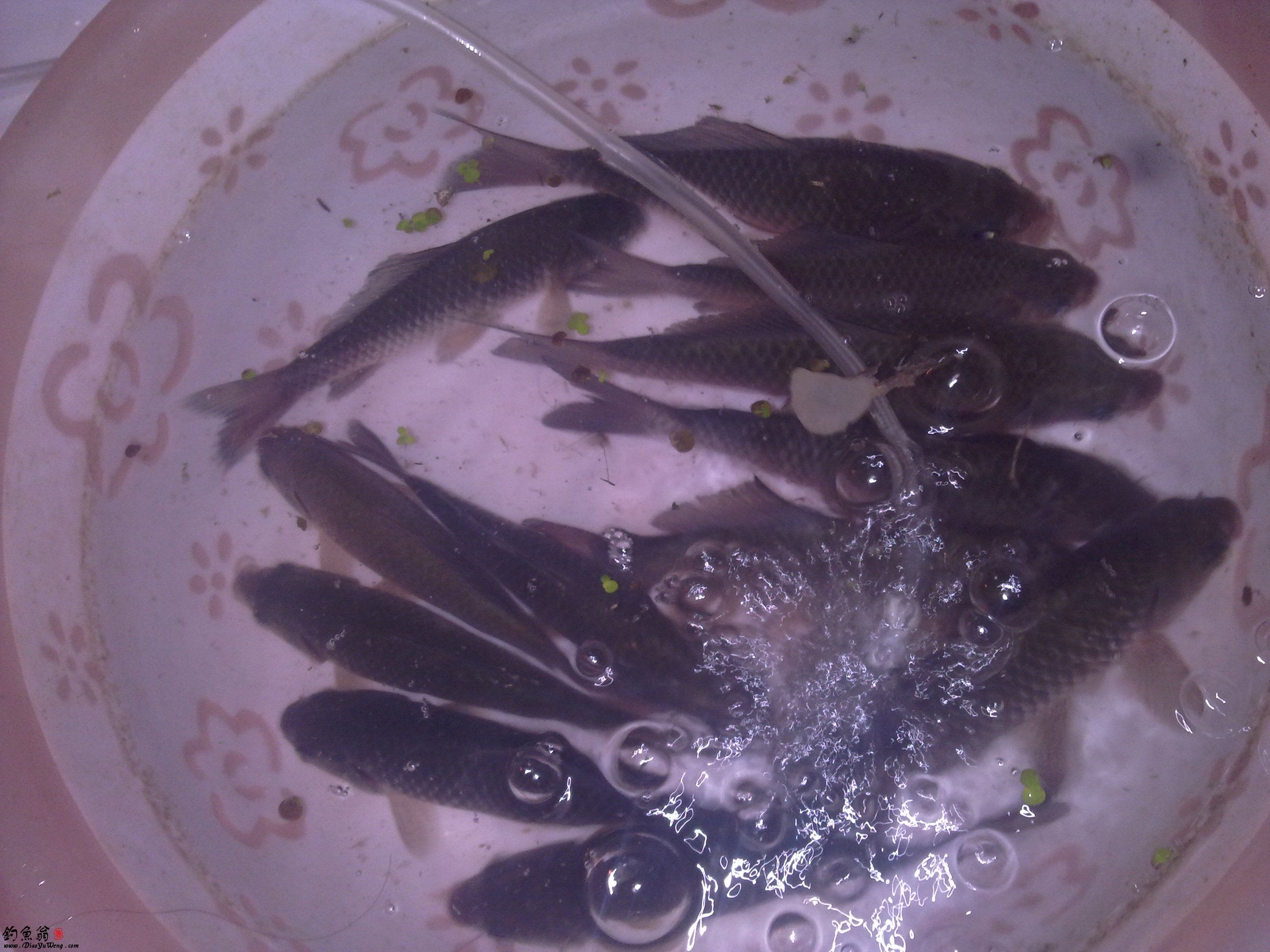  p>旁皮鱼,学名长身鱊, 属 a target="_blank