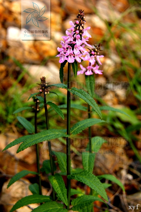  p>针筒菜, a href="#" data-lemmaid="3514470">多年生草本 /a>,高30