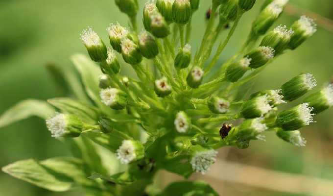  p>白酒草属为 a target="_blank" href="/item/双子叶植物纲/229183"