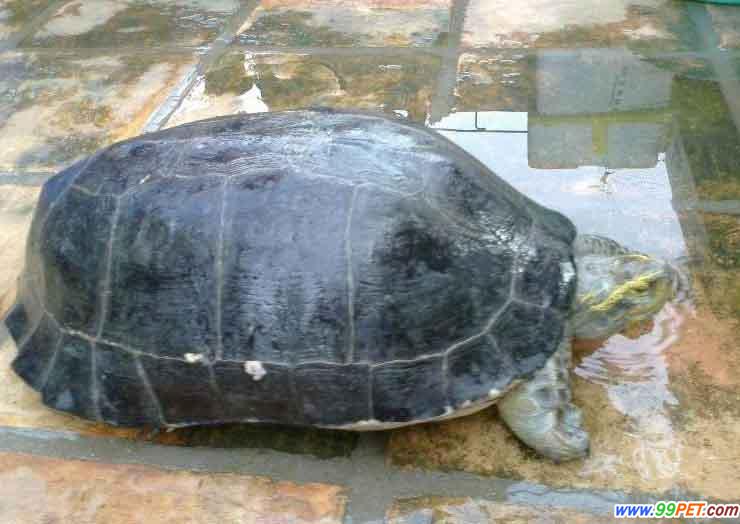  p>黄头庙龟是国际濒危物种,庙龟与大多数的水龟相同属于 a target="