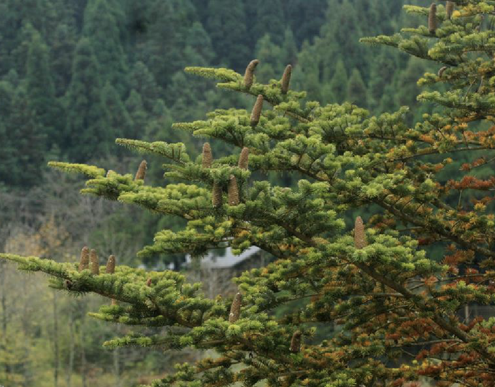  p>日本冷杉(学名: i> i>abies firma  /i> /i>sieb. et zucc.