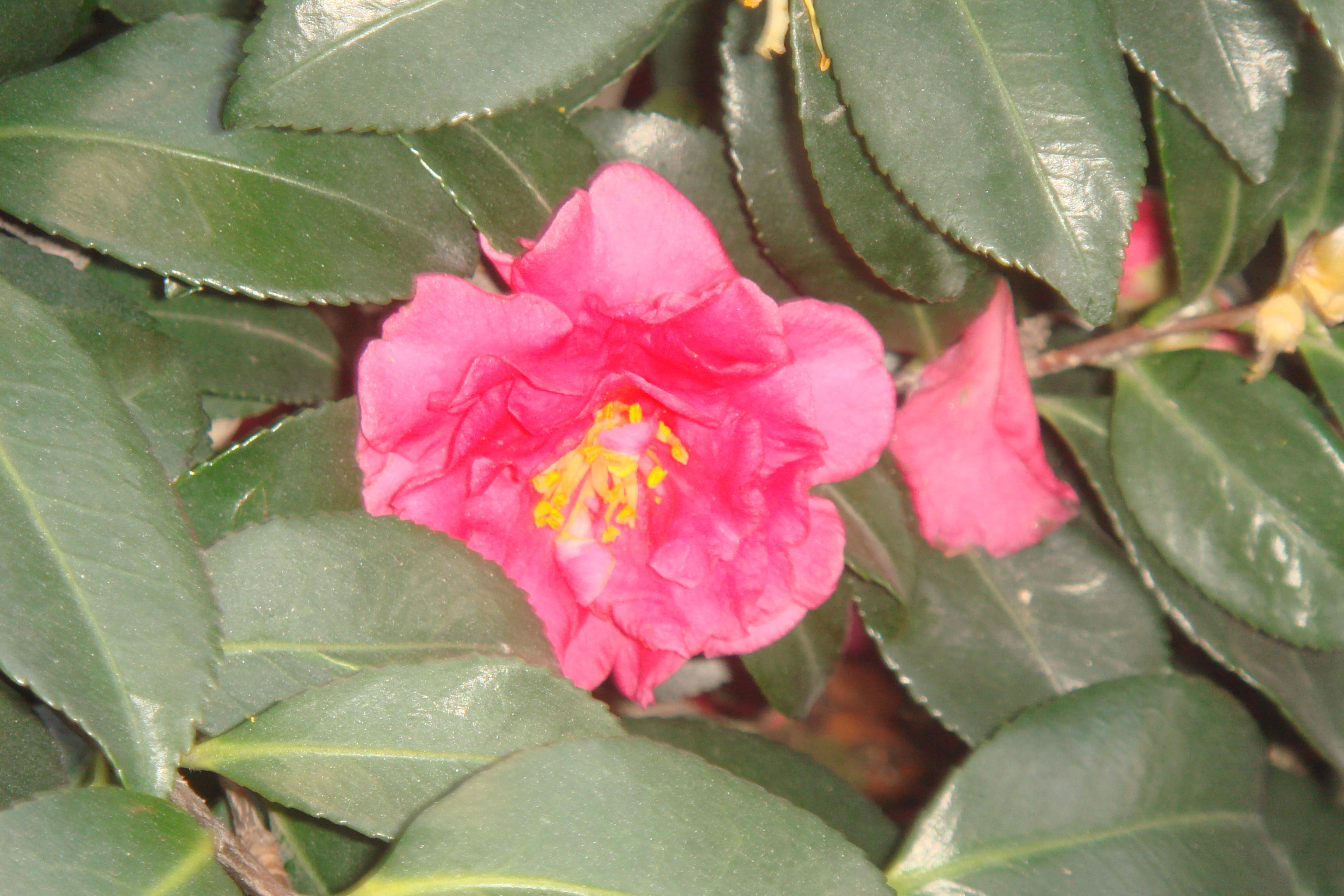  p>茶梅(学名: i>camellia sasanqua /i> thunb.