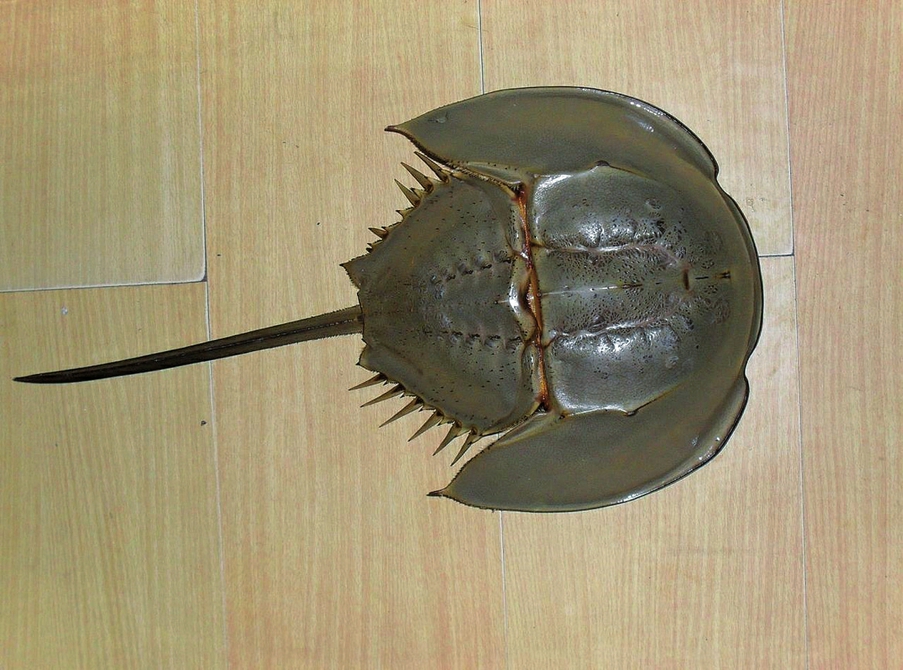  p>甲壳类是 a target="_blank" href="/item/甲壳动物/3229820" data