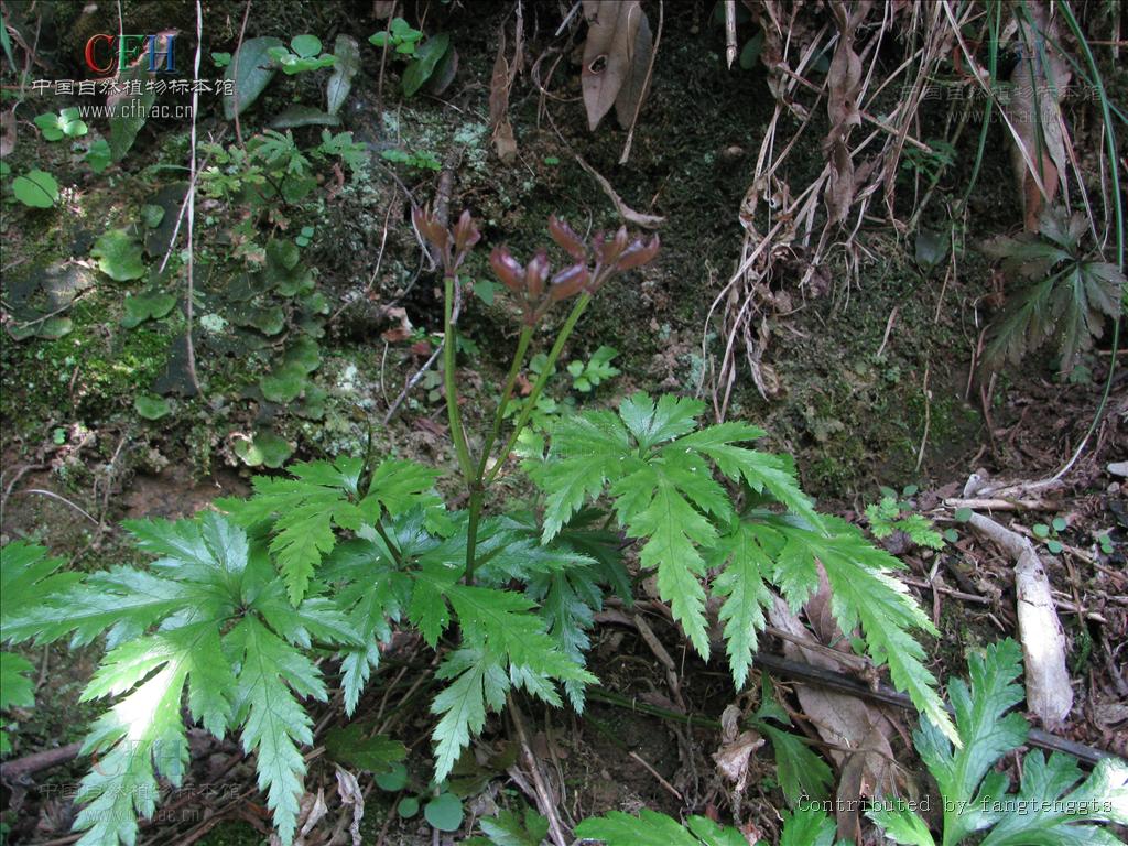  p>三角叶黄连( i>coptis deltoidea /i> c.y.