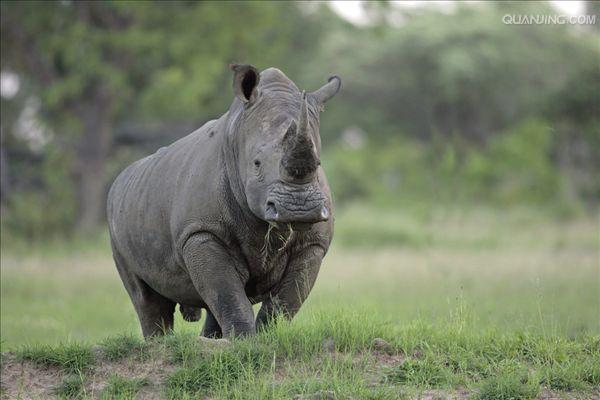  p>白犀(学名: i>ceratotherium simum /i>): a target="_blank" href