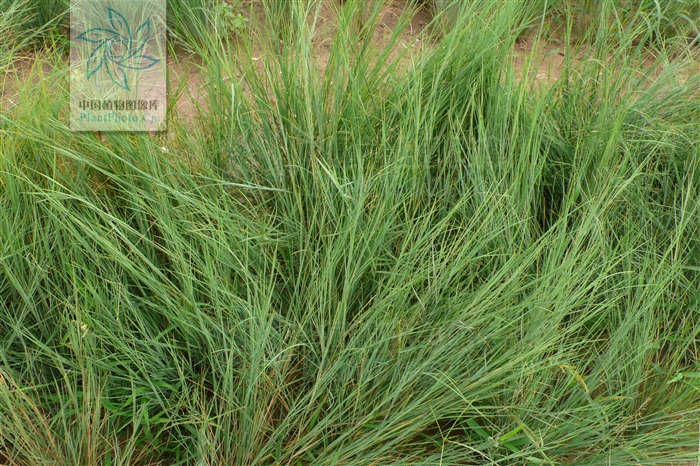 p>碱茅属(拉丁学名:puccinellia parl.