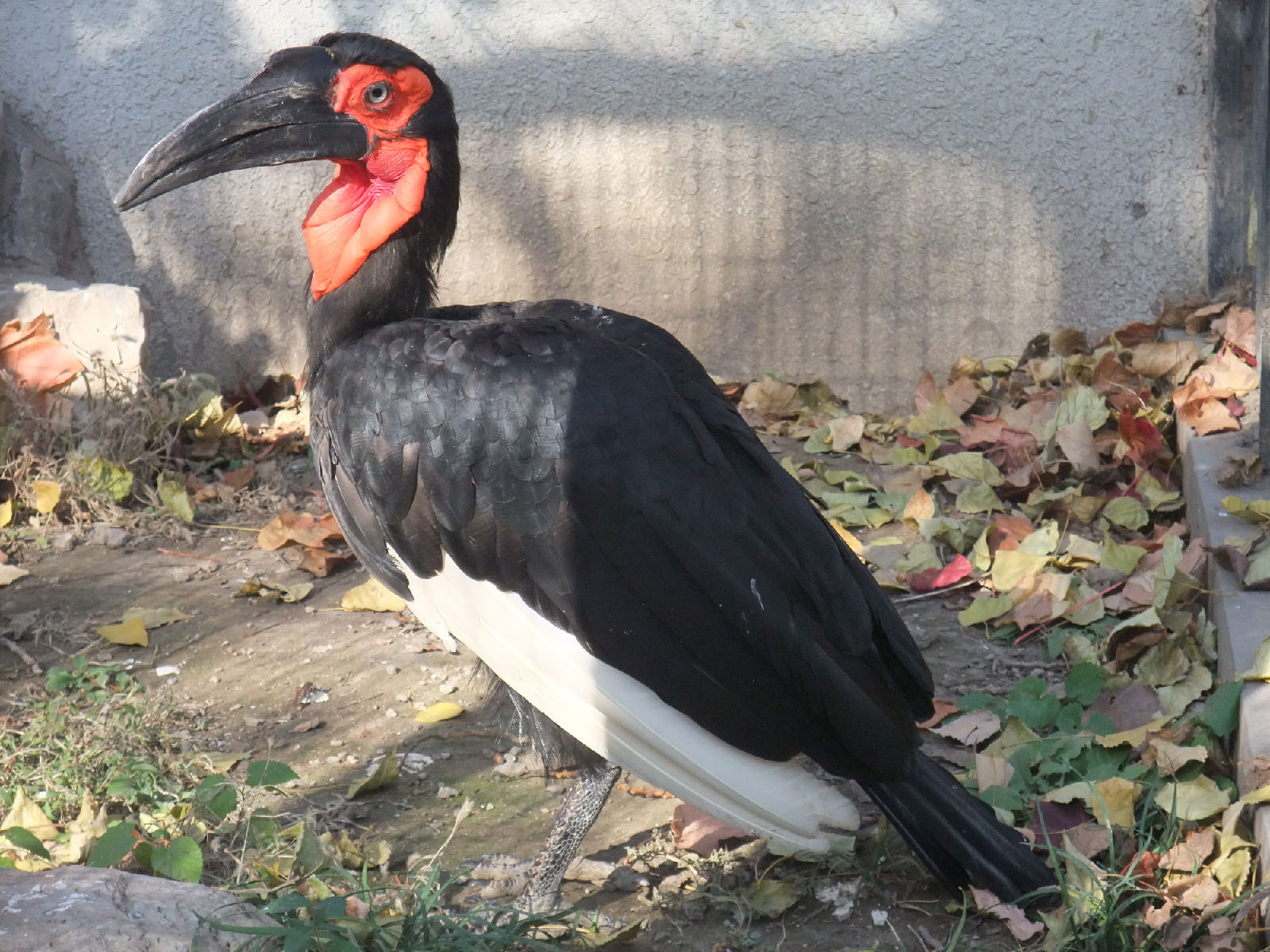 由于外形奇特,是著名的珍稀玩赏鸟,全国部分动物园和鸟园有饲养展出.