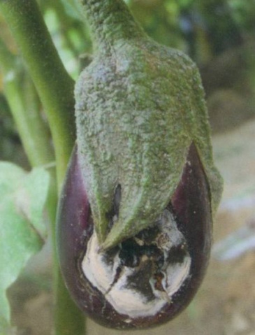 茄子炭疽病