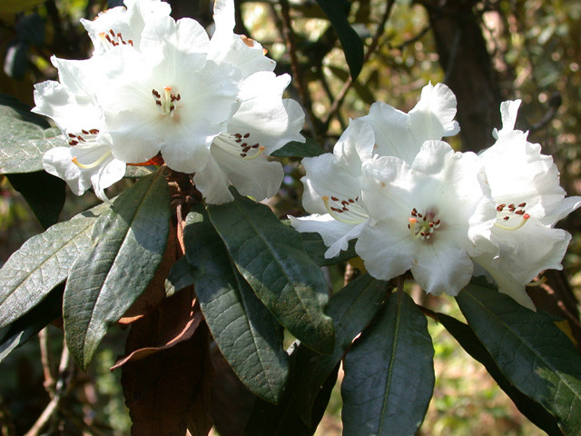  p>树形杜鹃(学名: i>rhododendron arboreum /i> smith):常绿乔木,高