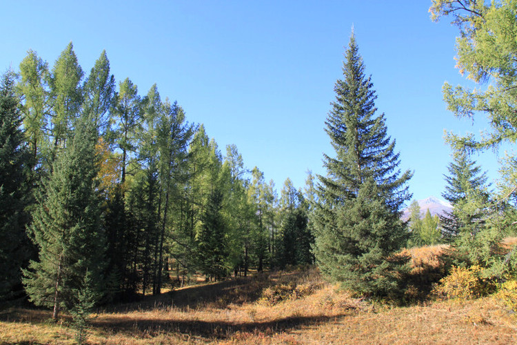 是松科云杉属植物,乔木,高达60米;树皮淡褐色,浅裂成圆形或近方形的