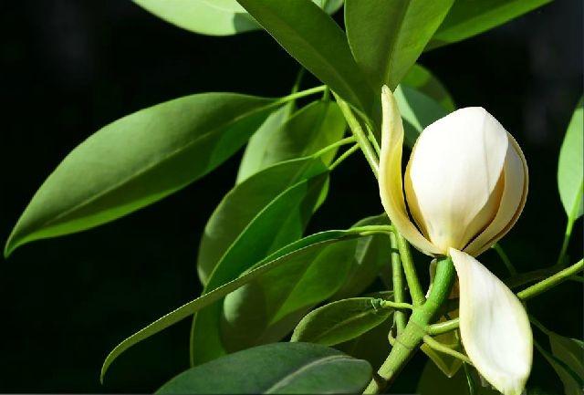  p>峨眉拟单性木兰(学名: i>parakmeria omeiensis /i> cheng)是木兰