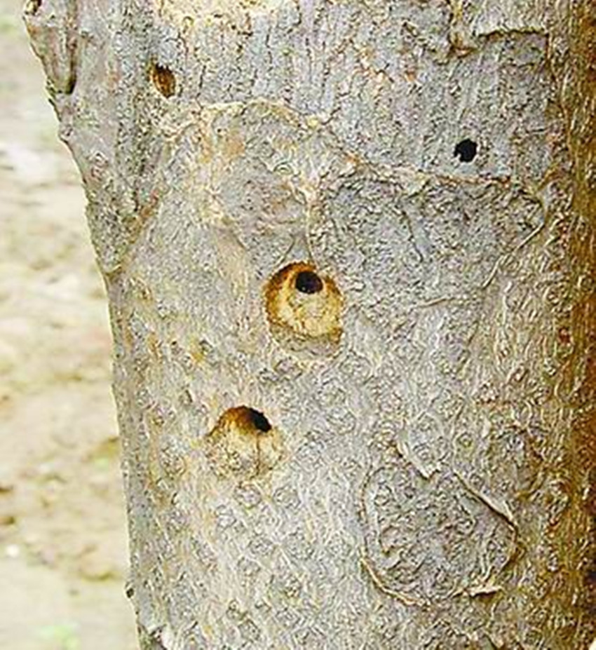  p data-id="gnwv2mjcxj">臭蝽沟眶象(学名: i>eucryptorrhynchus