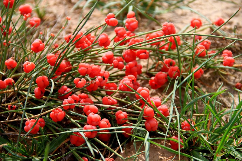  p>草麻黄,学名:ephedra sinica stapf,为 a target="_blank" href="