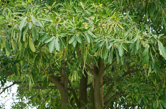  p>糖胶树(学名: i>alstonia scholaris /i> (l.)r. br.