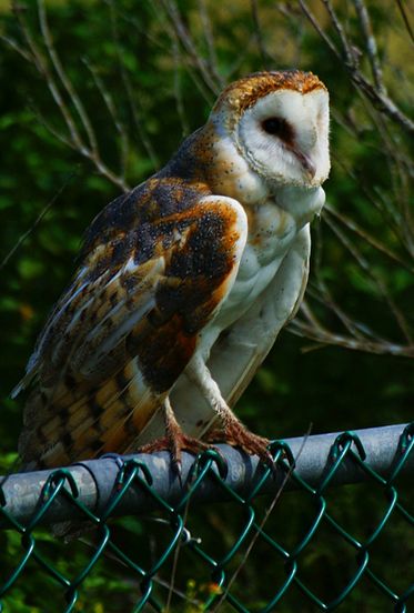  p>仓鸮加拿大亚种(学名: i>tyto alba pratincola /i>)是仓鸮的 a