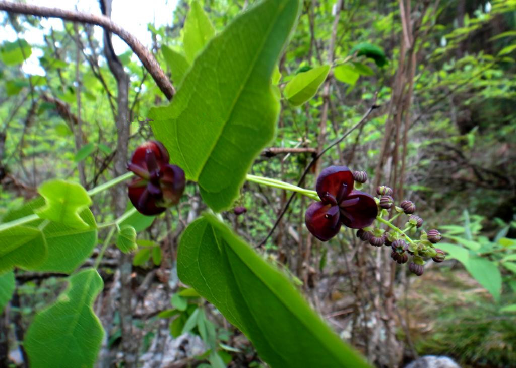 木通/2974013" data-lemmaid="2974013">三叶木通 /a>,三叶拿藤(浙江)