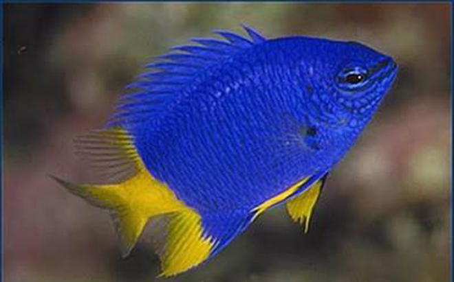  p>黄尾蓝魔鬼,英文名称chrysiptera parasema,别名黄尾雀鲷.