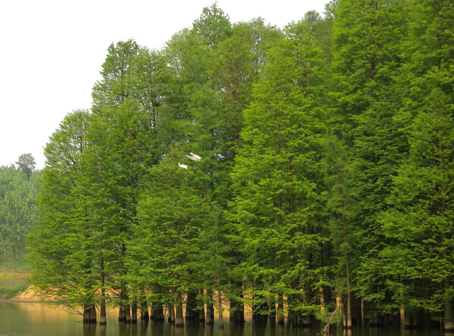  p>水杉(学名: i>metasequoia glyptostroboides /i> hu & w. c.