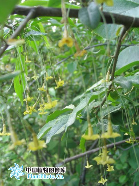  p>长柄胡颓子,拉丁文名:elaeagnus delavayi lecomte.