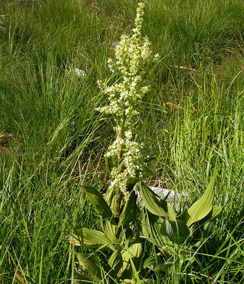  p data-id="tzpue2udzatt">藜芦是百合科藜芦属多年生的有毒草本植物