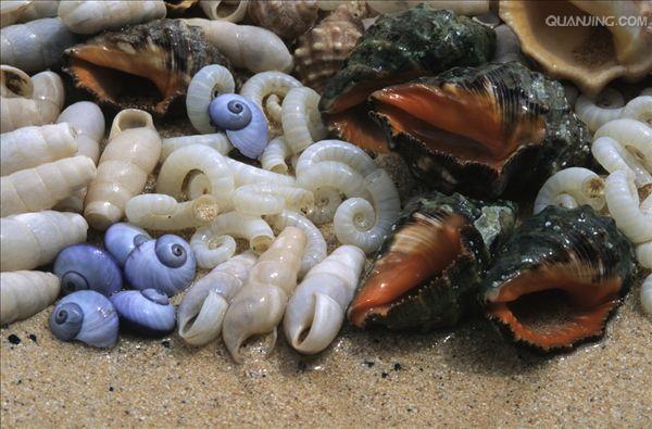 海蜗牛