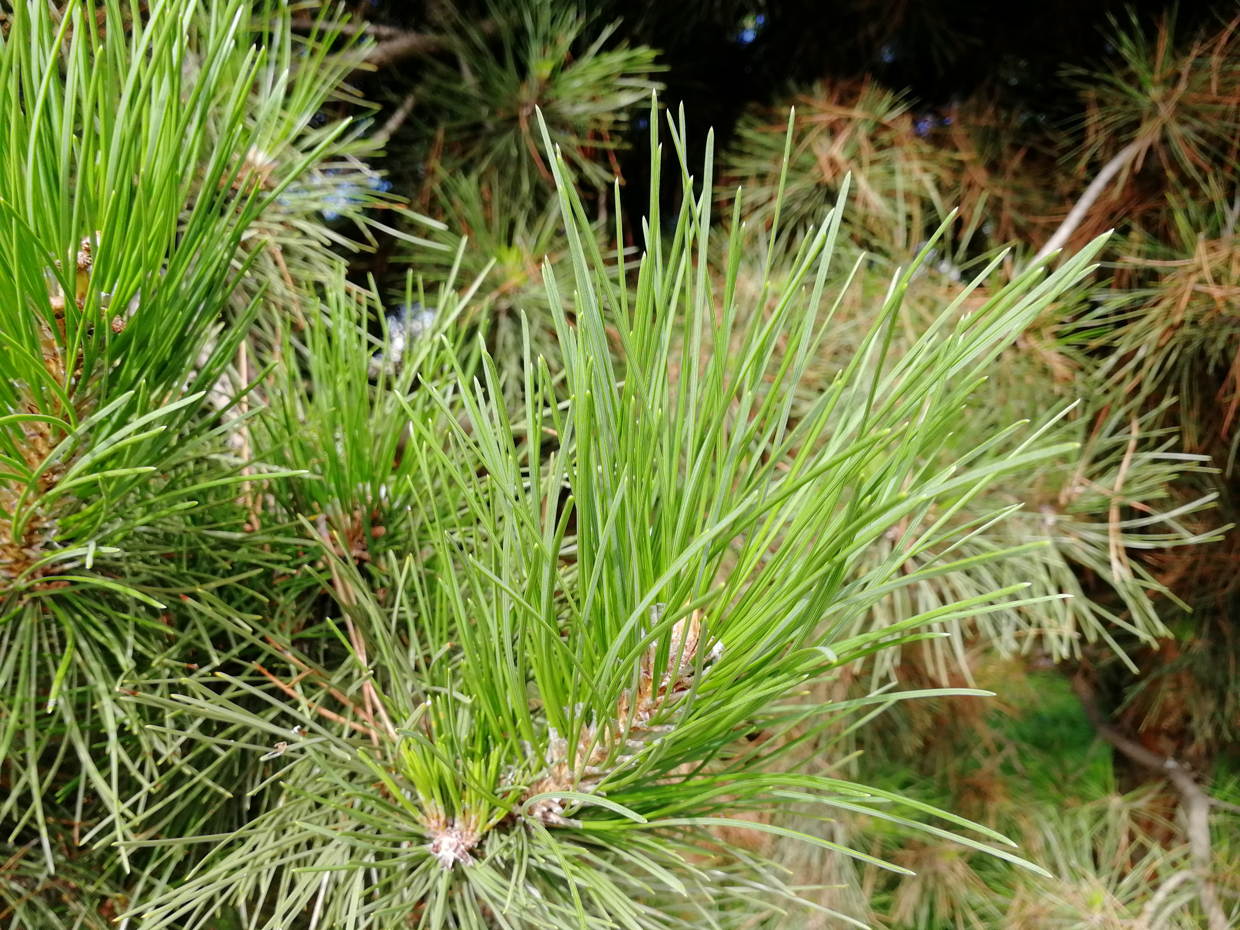 松树的种类(怎么来识别松树的种类)