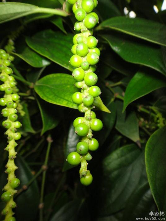 顶花胡椒 百度百科