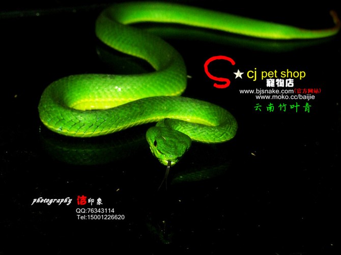  p>竹叶青蛇(学名: i>trimeresurus stejnegeri /i>)是蝰科竹叶青蛇属