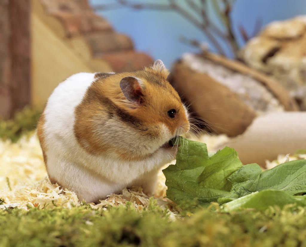  p>金仓鼠是一种仓鼠科,中仓鼠属动物,大多是属于