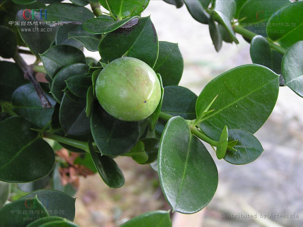  p>假虎刺属(学名:carissa  linn.