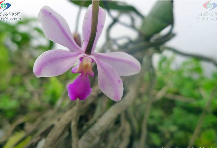 phalaenopsis wilsonii rolfe