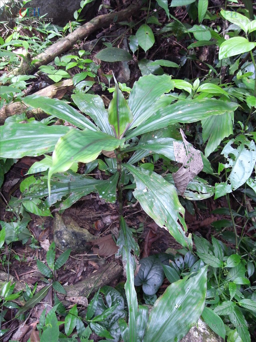  p>穿鞘花属,多年生粗壮草本,具根状茎.茎不分枝.叶常大型,椭圆形.
