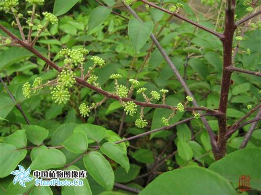 红楤木（五加科楤木属植物）_百度百科