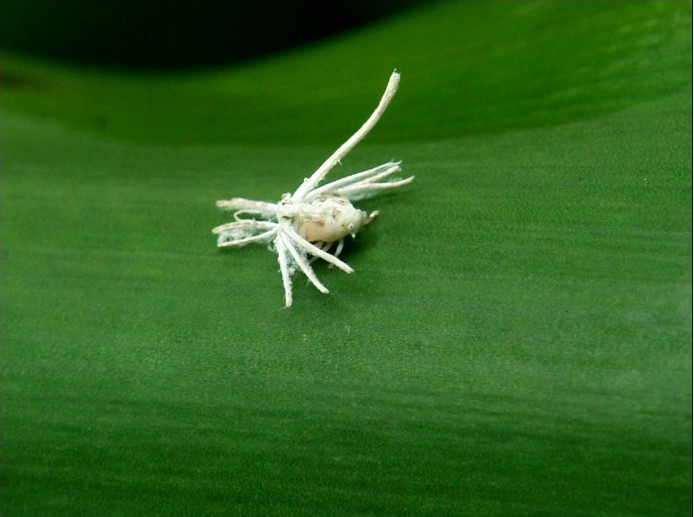  p data-id="gnwmk5kyew">广翅蜡蝉,昆虫类节肢动物,若虫大多为白色